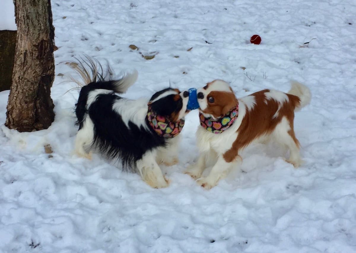 Cavalier King Charles Spaniel Puppies breeder image 16