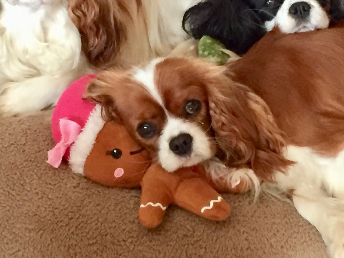 Cavalier King Charles Spaniel Puppies breeder image 18