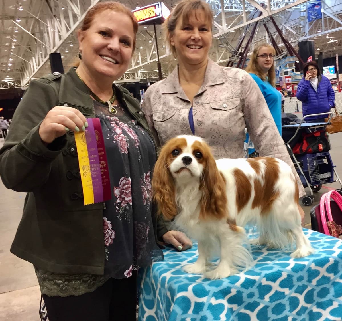 Cavalier King Charles Spaniel Puppies breeder image 19