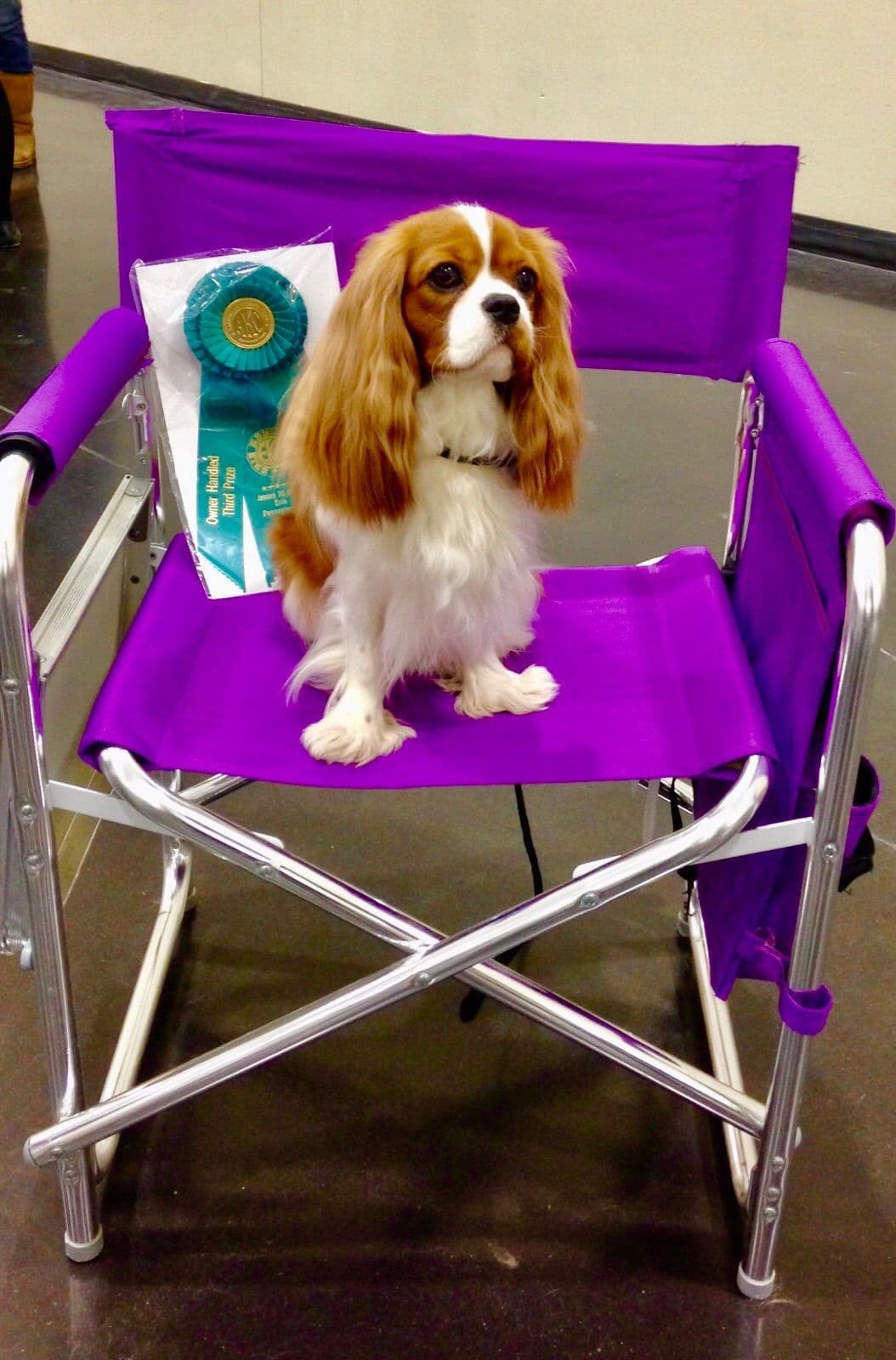 Cavalier King Charles Spaniel Puppies breeder image 20