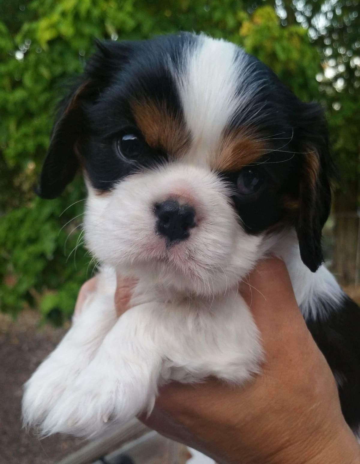 Cavalier King Charles Spaniel Puppies breeder image 21