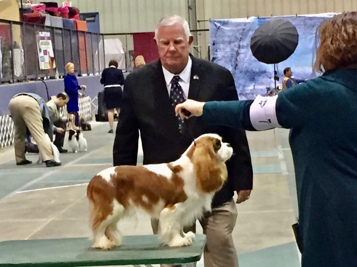 Cavalier King Charles Spaniel Puppies breeder image 22