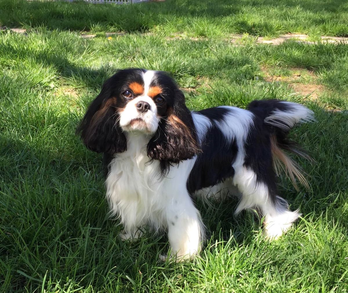 Cavalier King Charles Spaniel Puppies breeder image 23