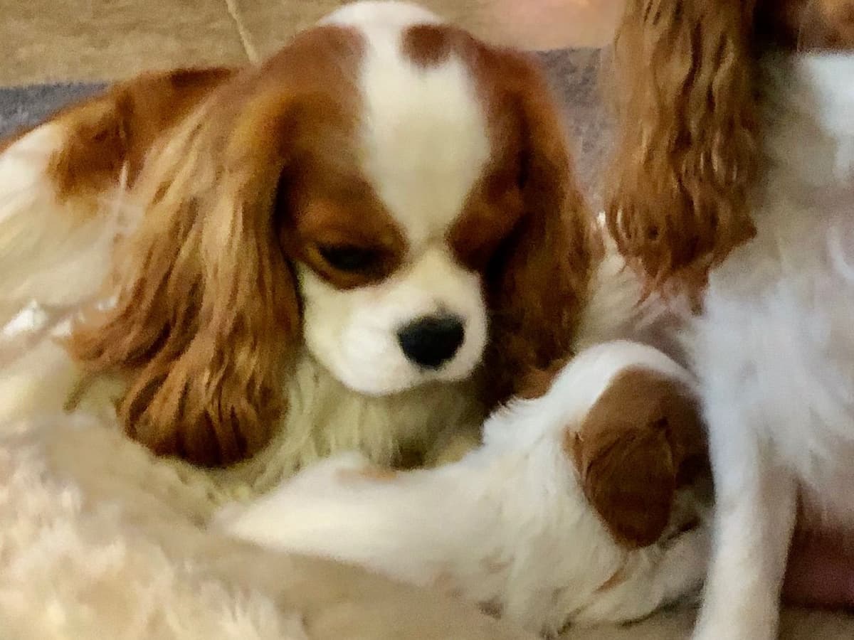 Cavalier King Charles Spaniel Puppies breeder image 24