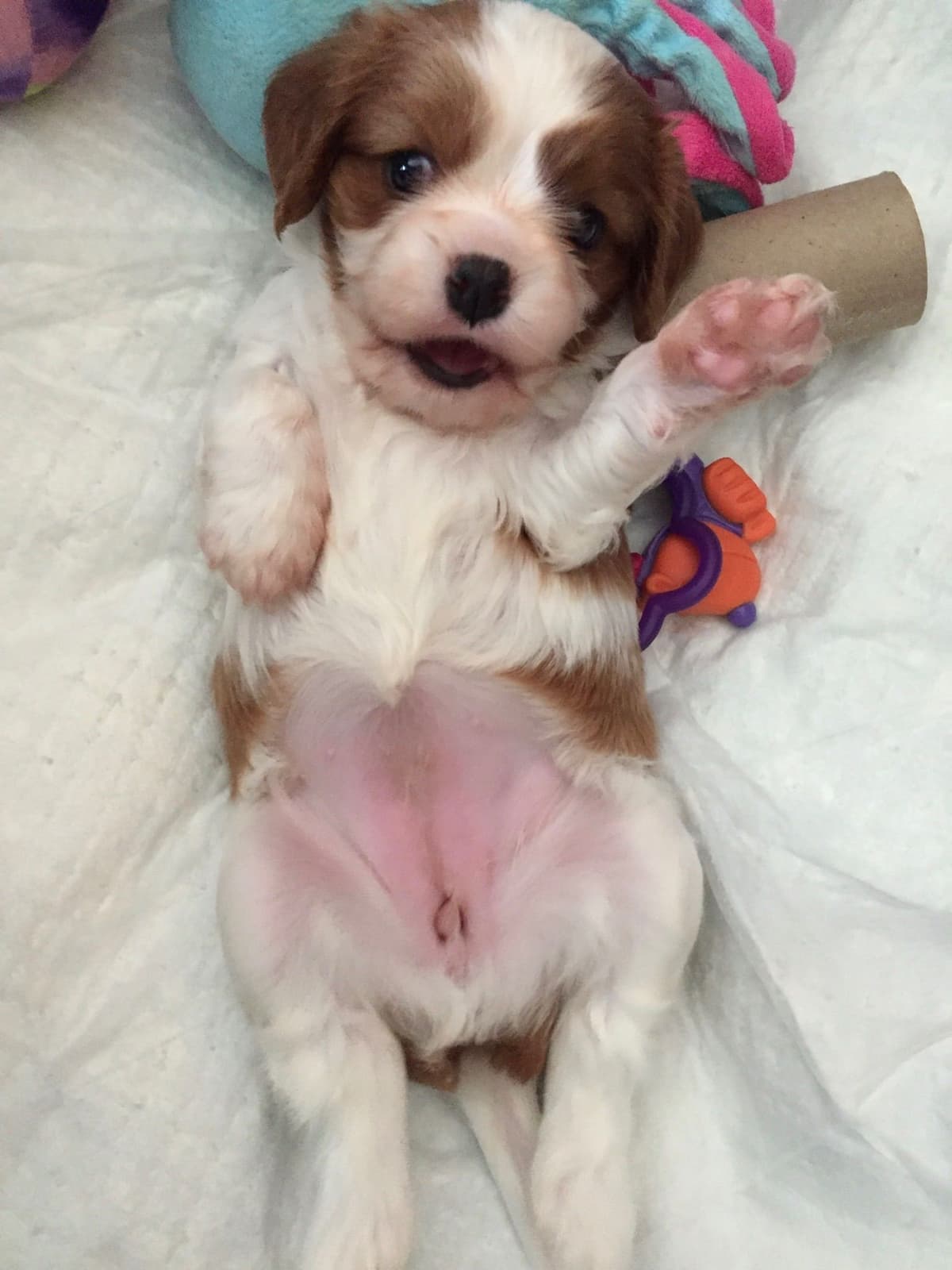 Cavalier King Charles Spaniel Puppies breeder image 25