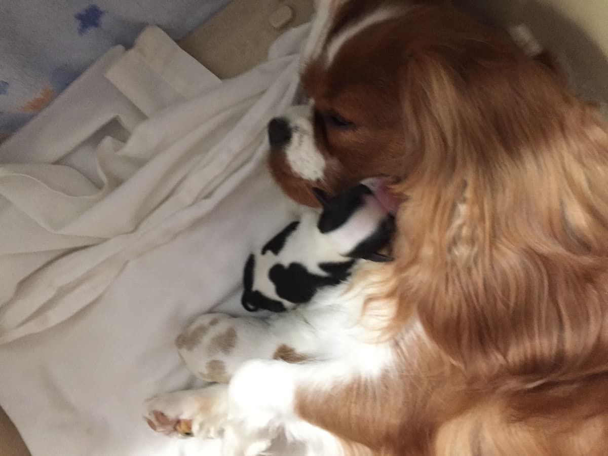 Cavalier King Charles Spaniel Puppies breeder image 28