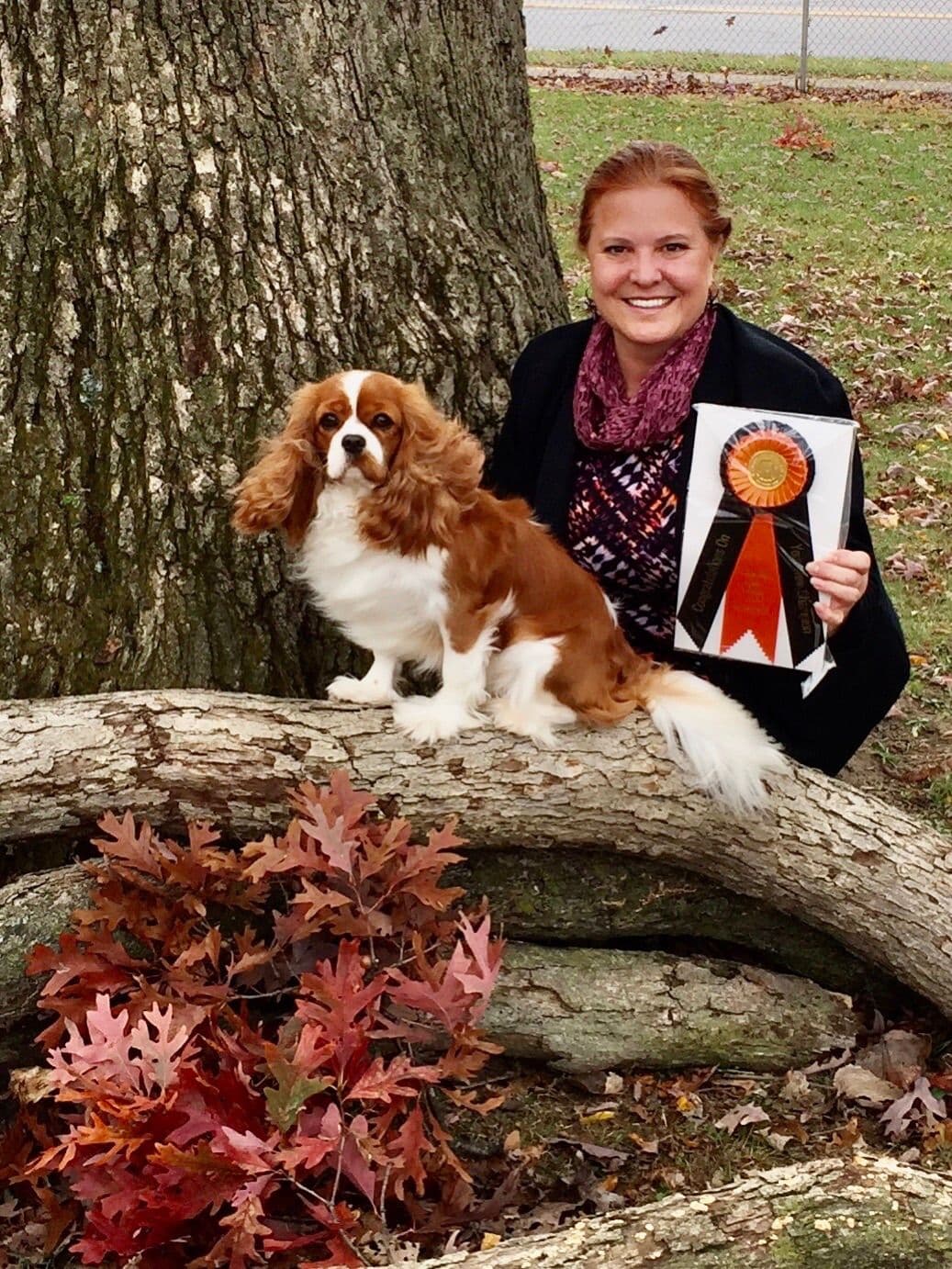 Cavalier King Charles Spaniel Puppies breeder image 29