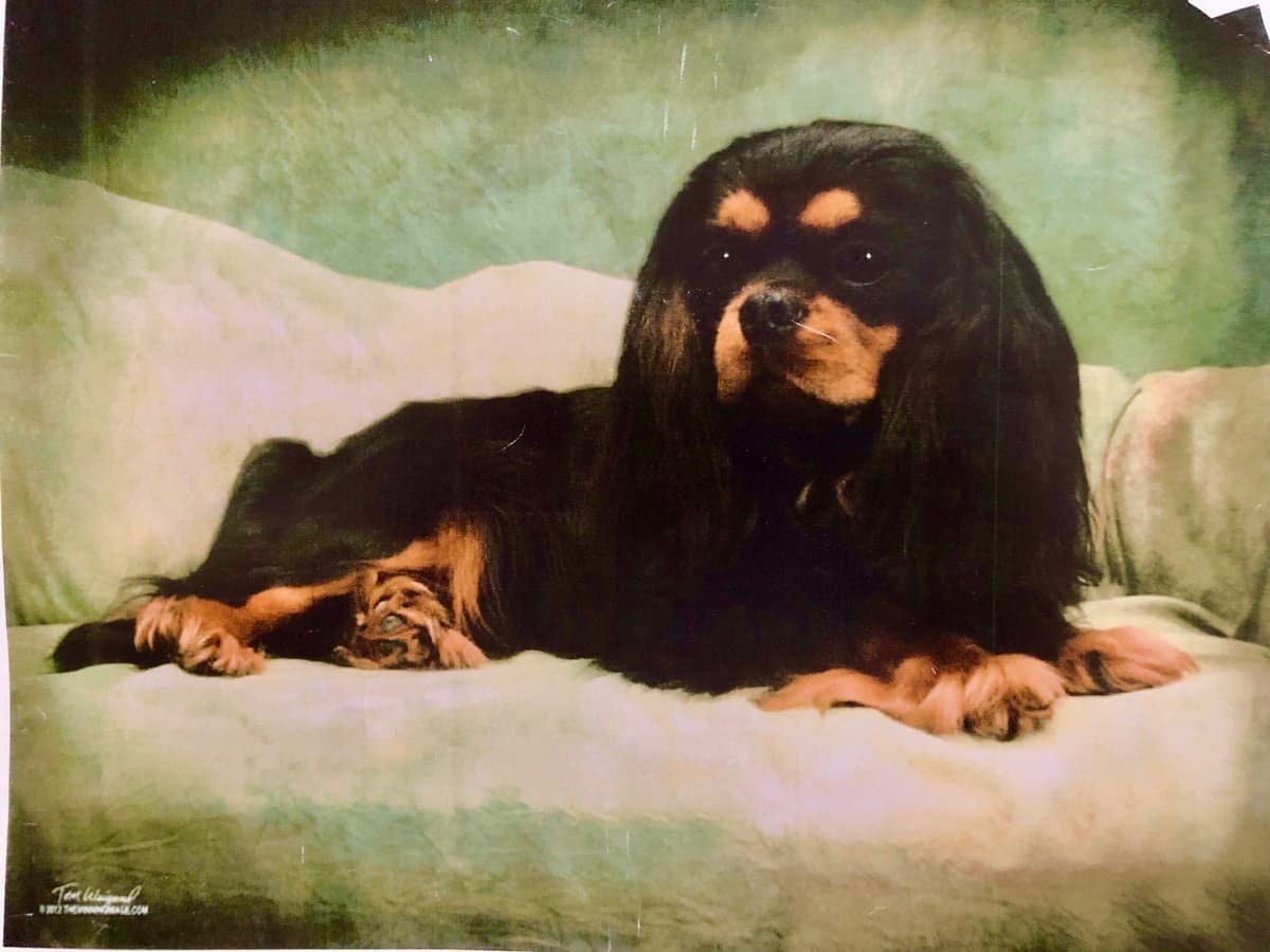 Cavalier King Charles Spaniel Puppies breeder image 30