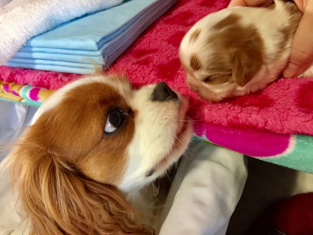 Cavalier King Charles Spaniel Puppies breeder image 31