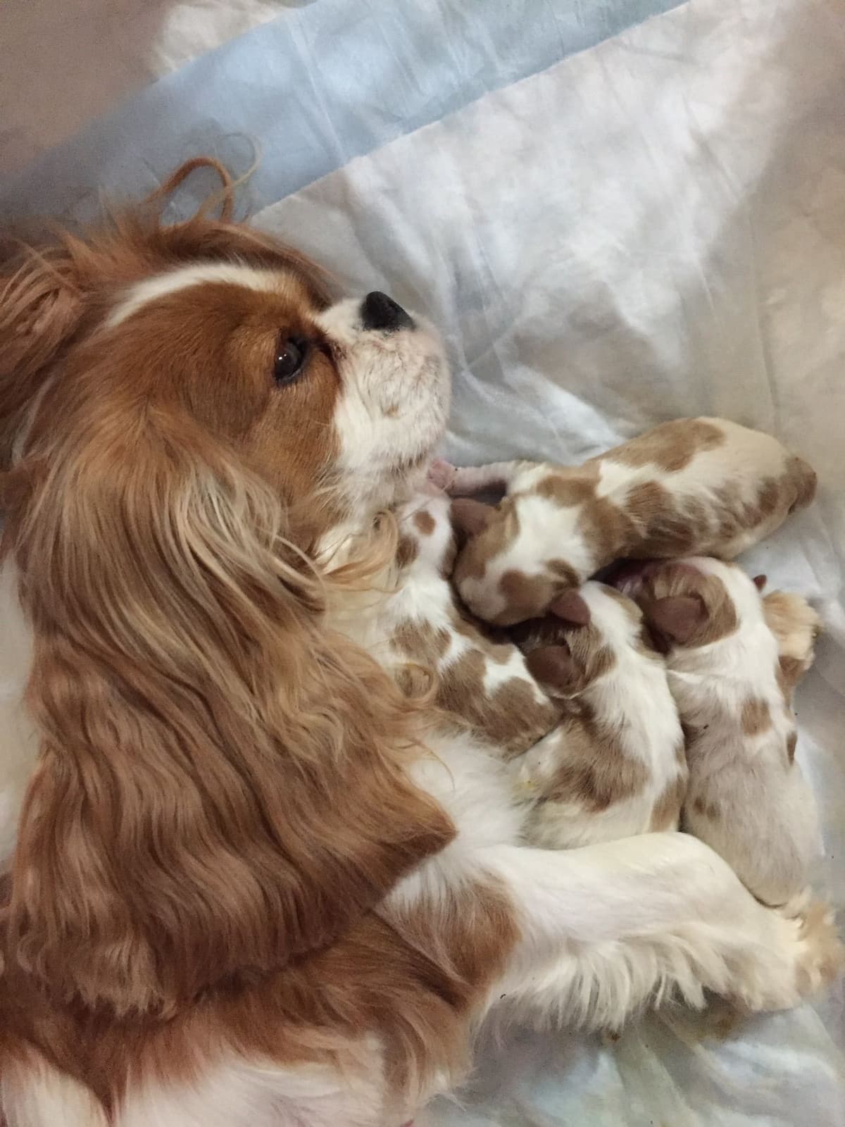 Cavalier King Charles Spaniel Puppies breeder image 32
