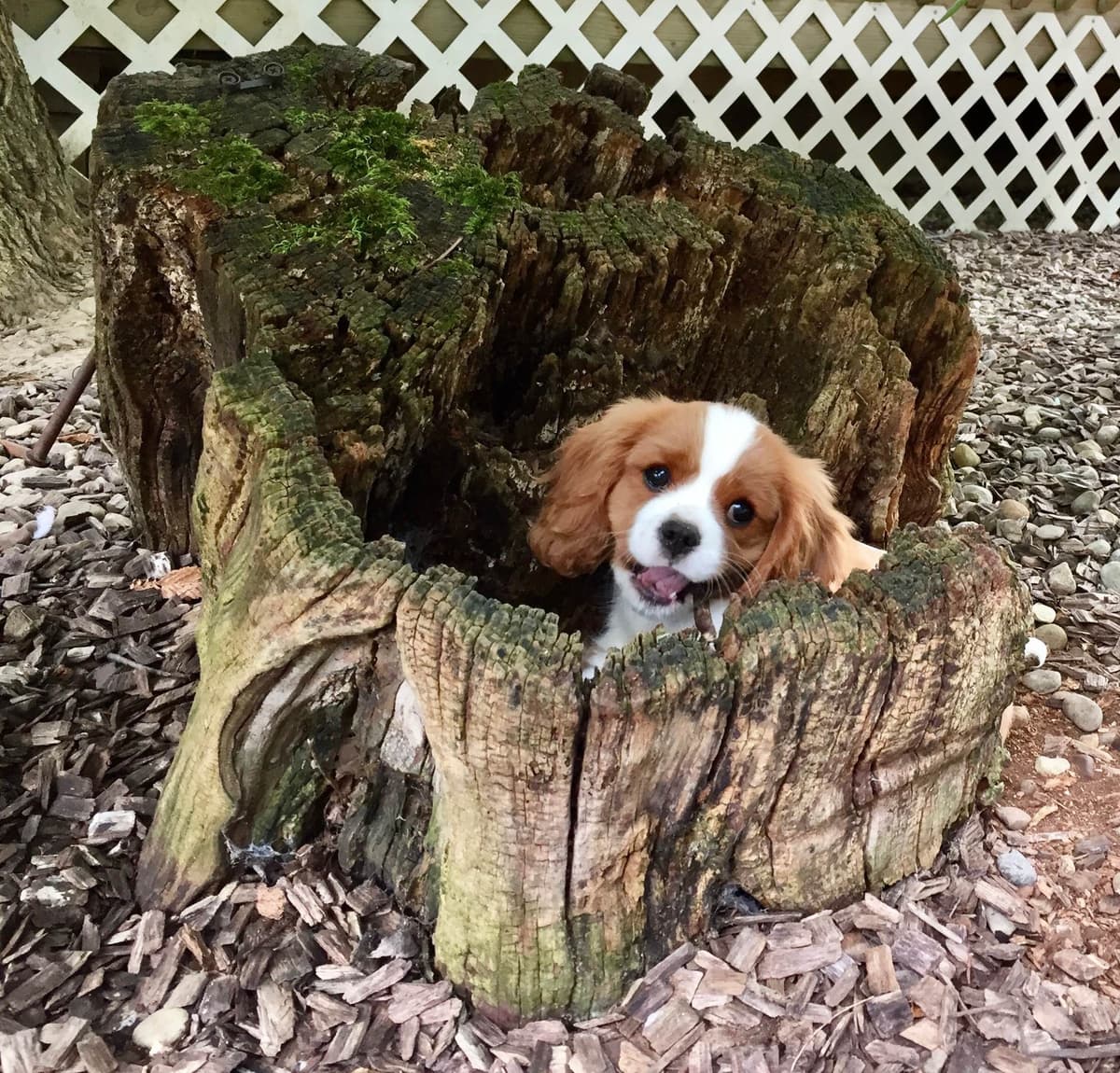 Cavalier King Charles Spaniel Puppies breeder image 35