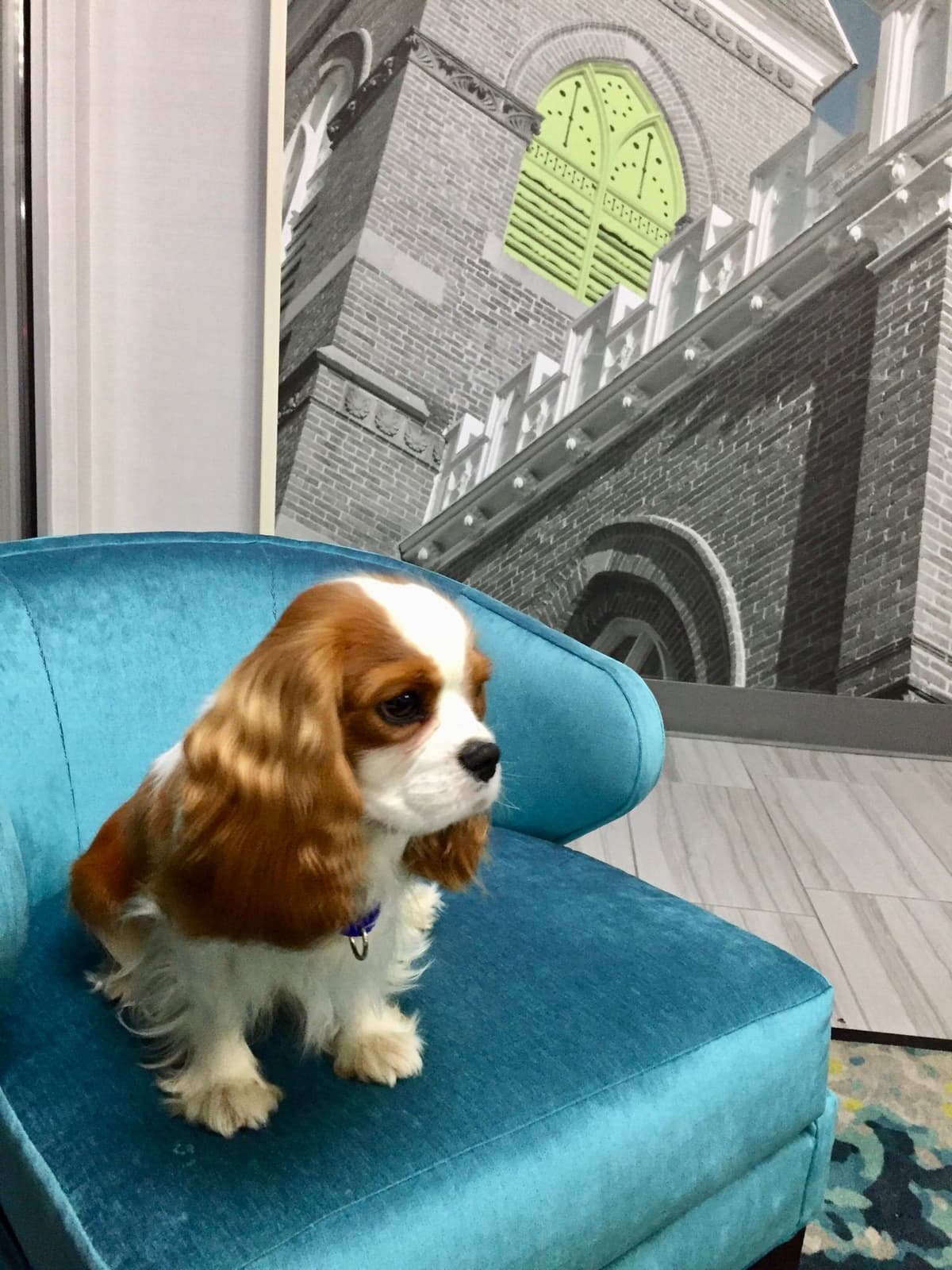 Cavalier King Charles Spaniel Puppies breeder image 36