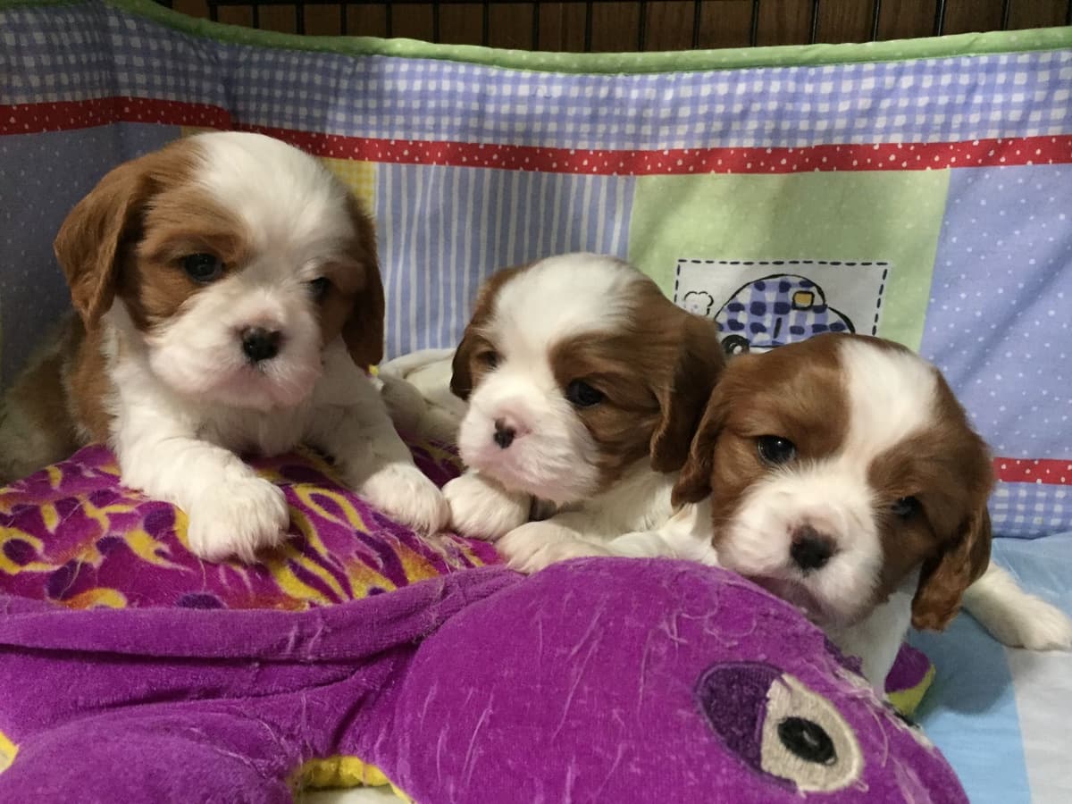 Cavalier King Charles Spaniel Puppies breeder image 39