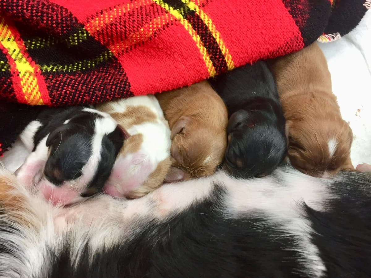 Cavalier King Charles Spaniel Puppies breeder image 38