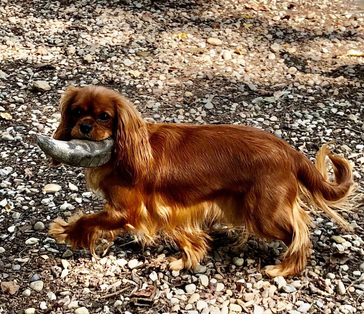 Cavalier King Charles Spaniel Puppies breeder image 40