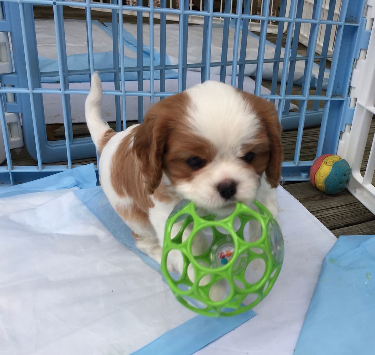 Cavalier King Charles Spaniel Puppies breeder image 41