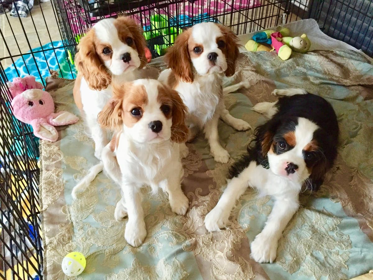 Cavalier King Charles Spaniel Puppies breeder image 42