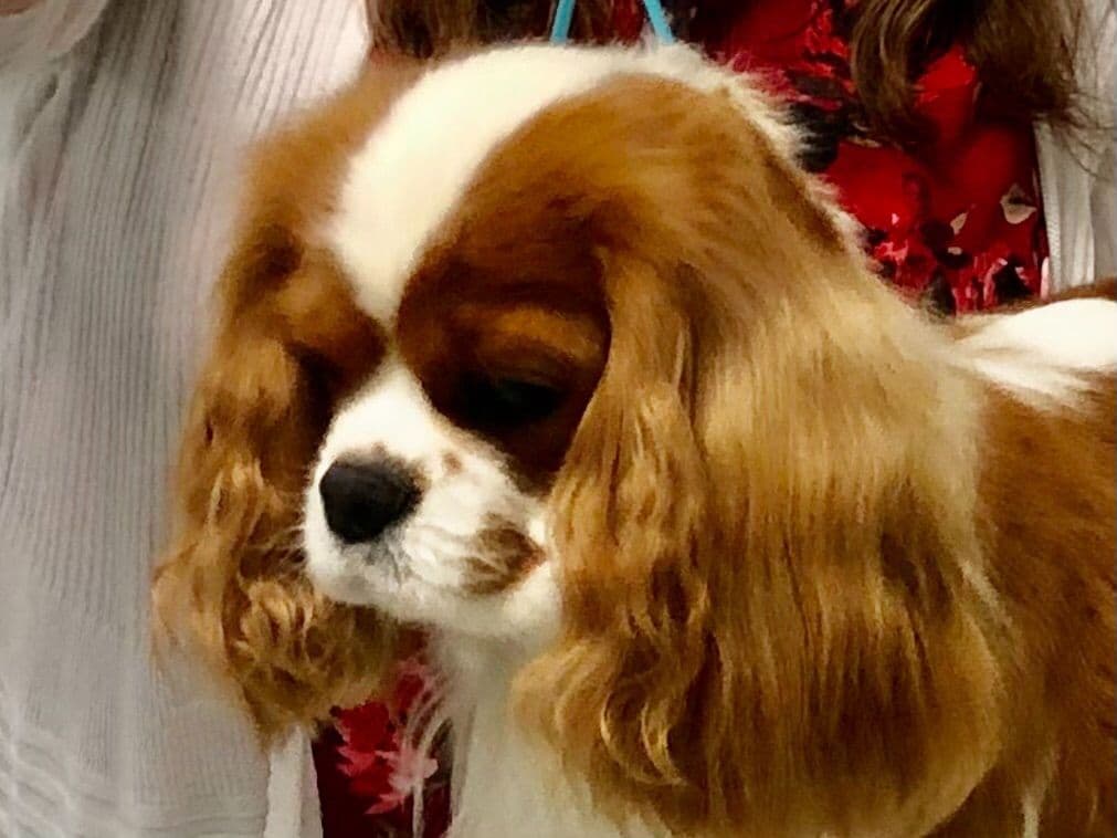 Cavalier King Charles Spaniel Puppies breeder image 44