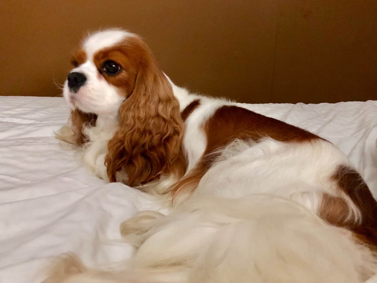 Cavalier King Charles Spaniel Puppies breeder image 45