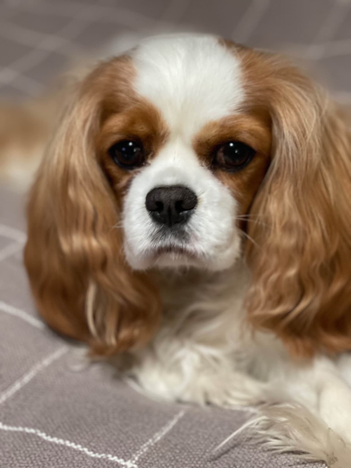 Cavalier King Charles Spaniel Puppies breeder image 49