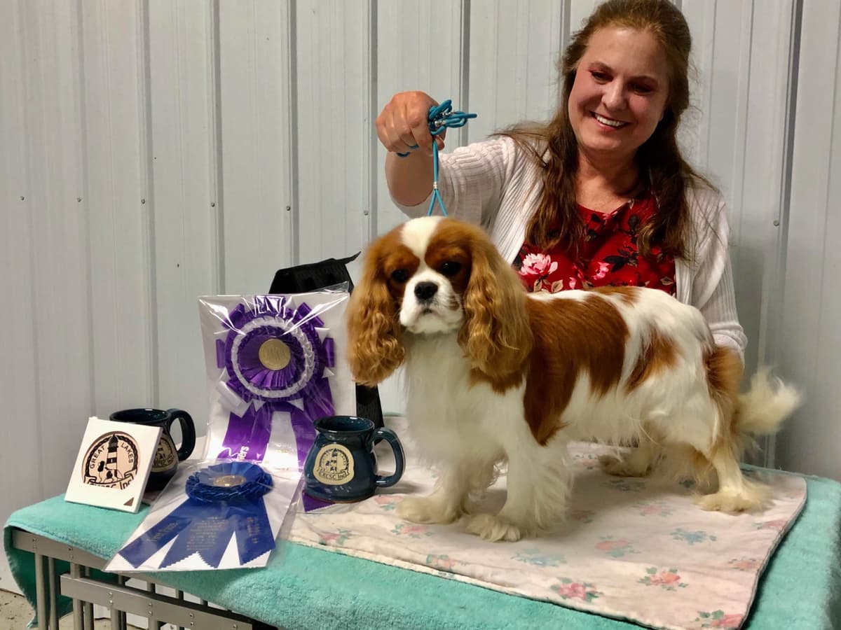 Cavalier King Charles Spaniel Puppies breeder image 48