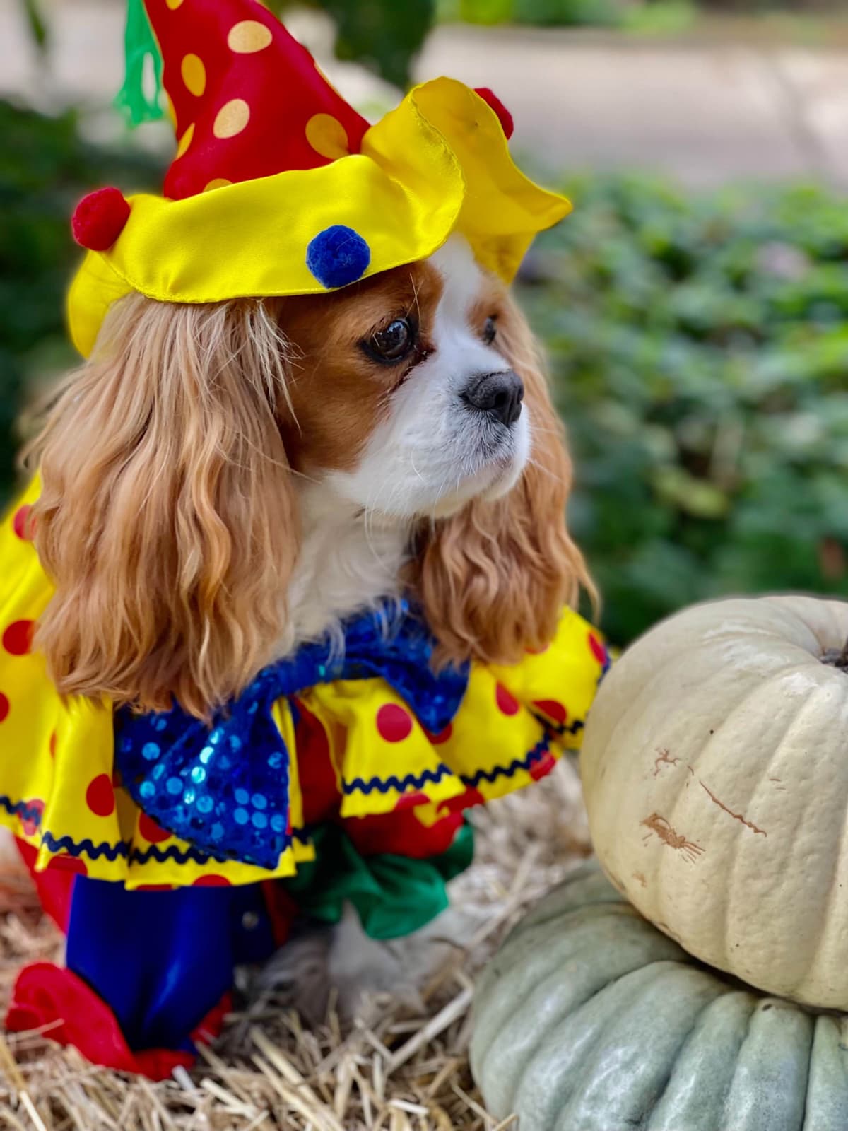 Cavalier King Charles Spaniel Puppies breeder image 50