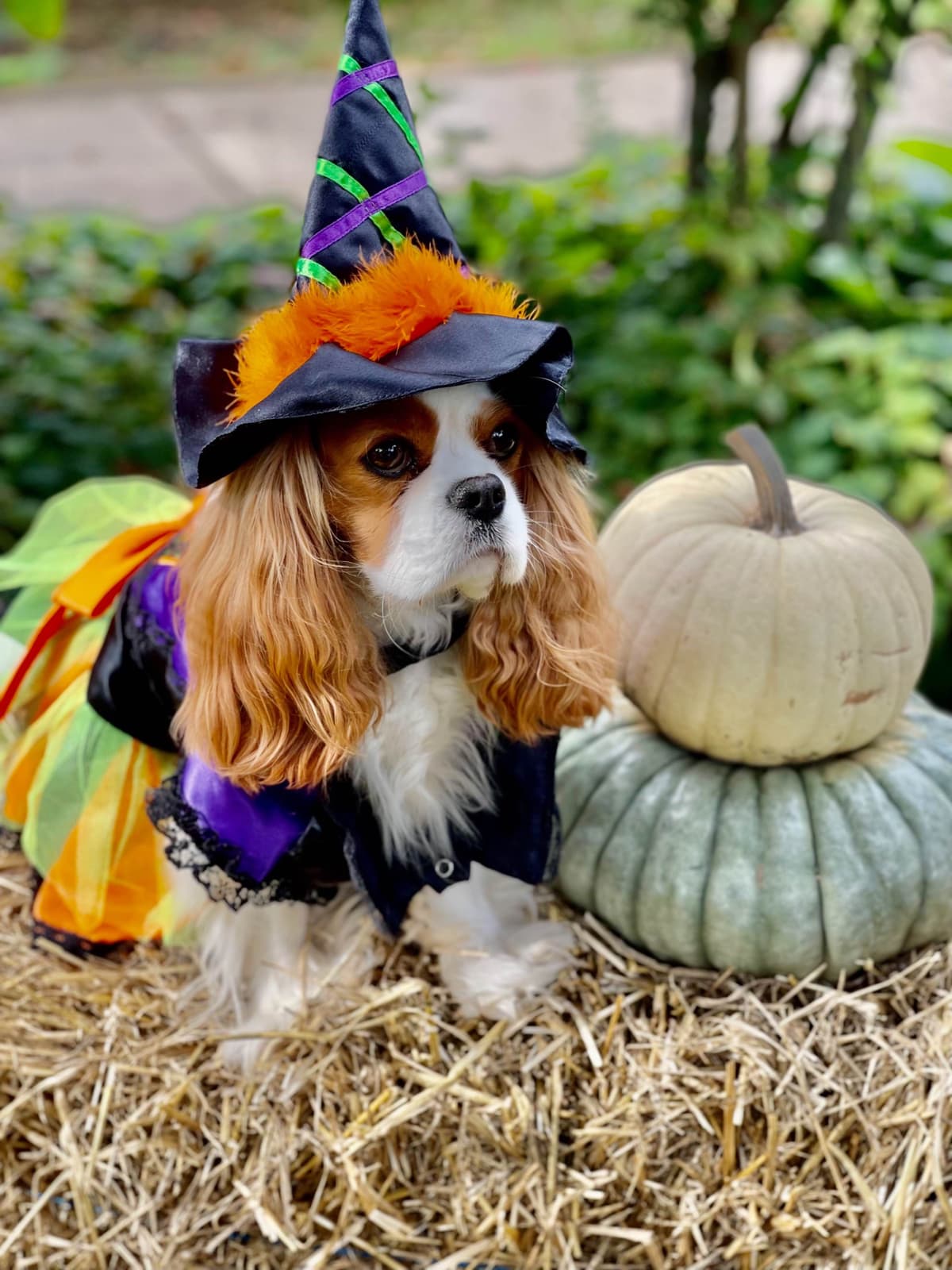 Cavalier King Charles Spaniel Puppies breeder image 51