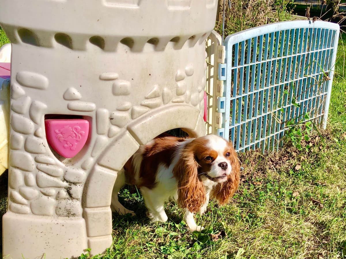 Cavalier King Charles Spaniel Puppies breeder image 52