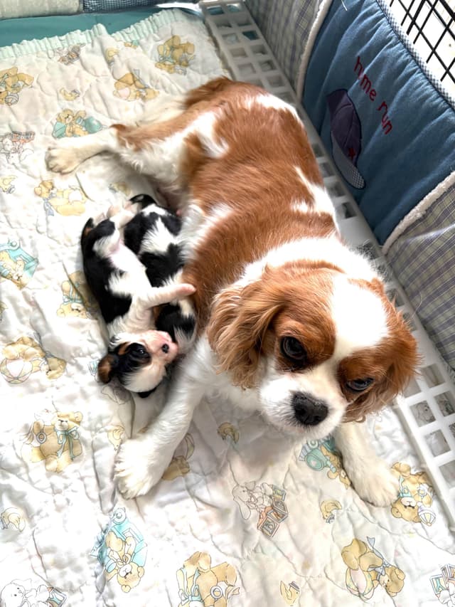 Cavalier King Charles Spaniel Puppies media 3