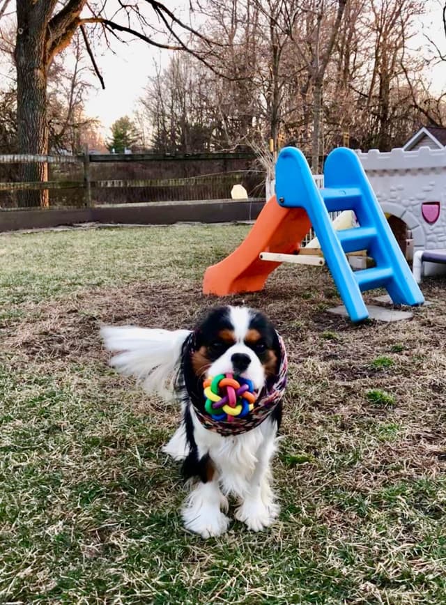 Cavalier King Charles Spaniel Puppies media 4