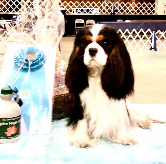 Cavalier King Charles Spaniel Puppies media 5