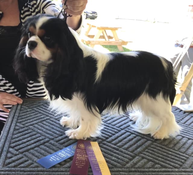 Cavalier King Charles Spaniel Puppies media 6