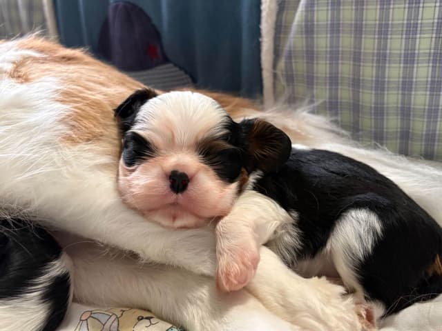 Cavalier King Charles Spaniel Puppies media 7