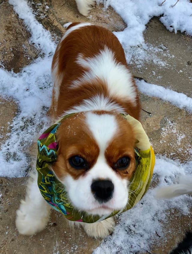 Cavalier King Charles Spaniel Puppies media 9