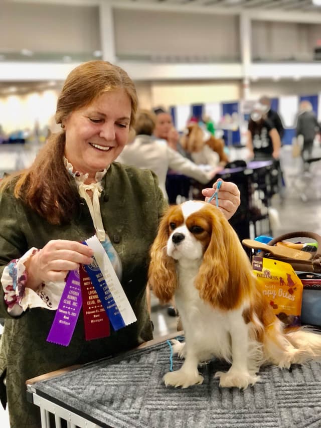 Cavalier King Charles Spaniel Puppies media 11