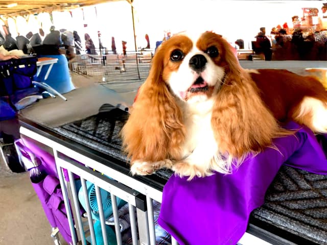 Cavalier King Charles Spaniel Puppies media 12