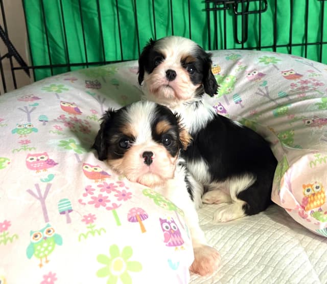 Cavalier King Charles Spaniel Puppies media 13
