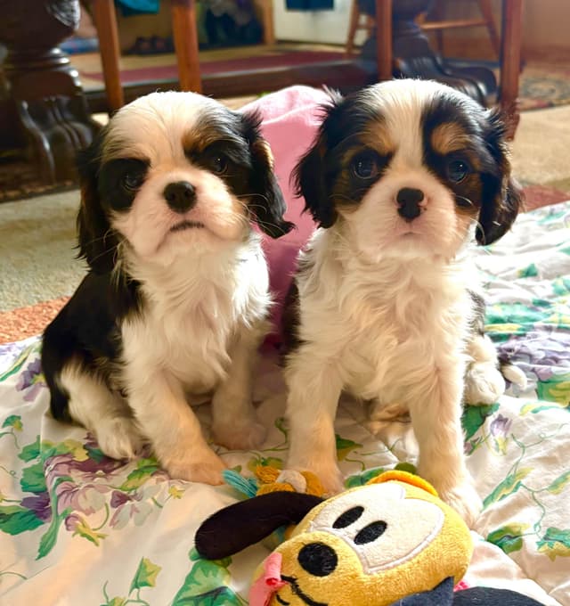 Cavalier King Charles Spaniel Puppies media 14