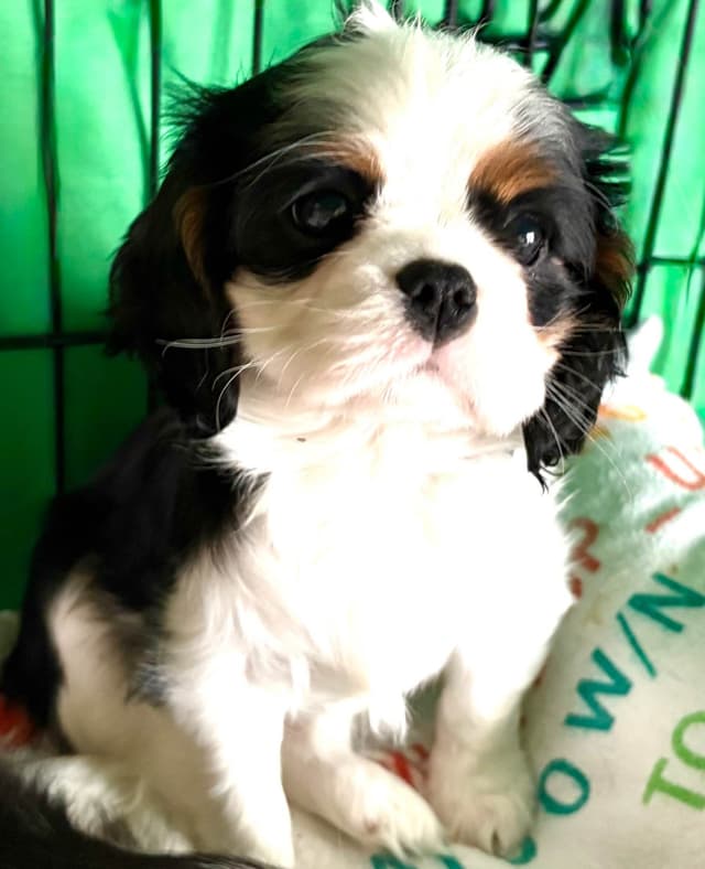 Cavalier King Charles Spaniel Puppies media 15