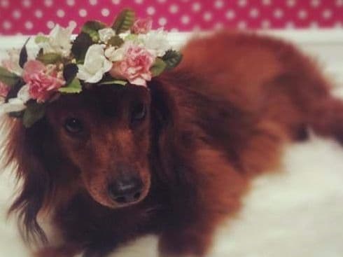 Dachshund Puppies breeder image 9