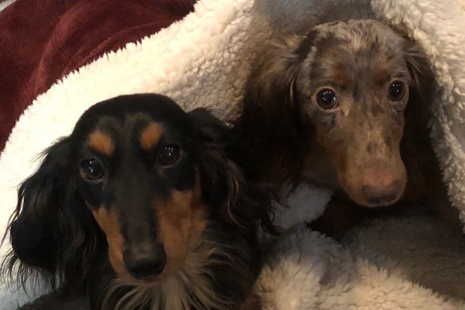 Dachshund Puppies breeder image 8