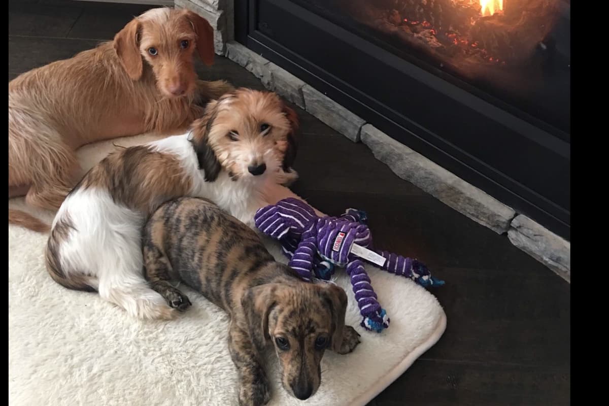Dachshund Puppies breeder image 13