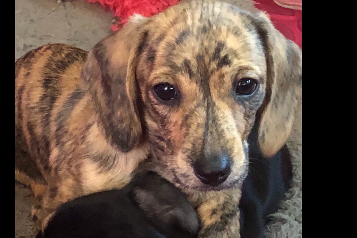 Dachshund Puppies breeder image 6