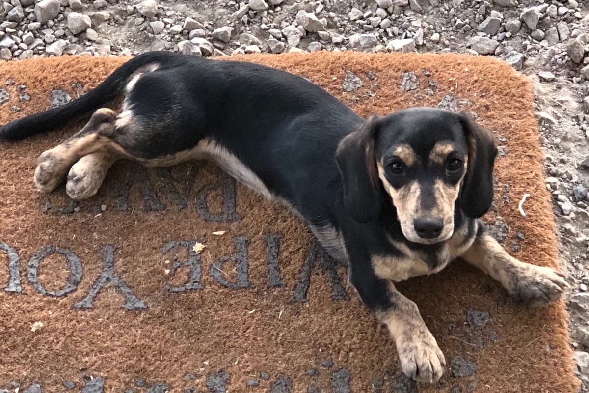 Dachshund Puppies breeder image 15