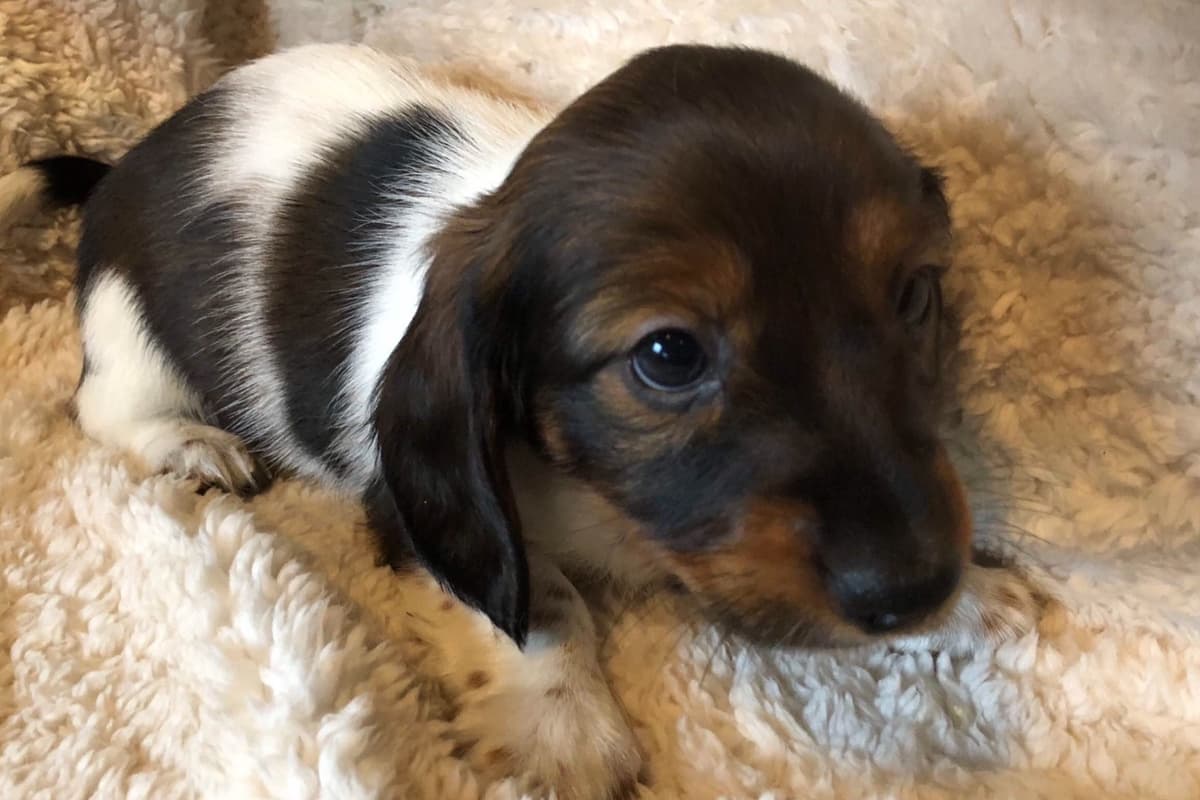 Dachshund Puppies breeder image 16