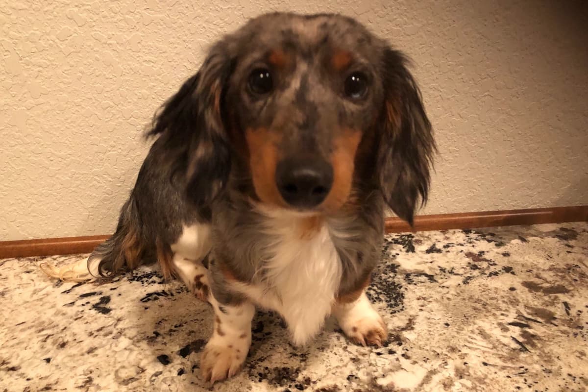 Dachshund Puppies breeder image 17