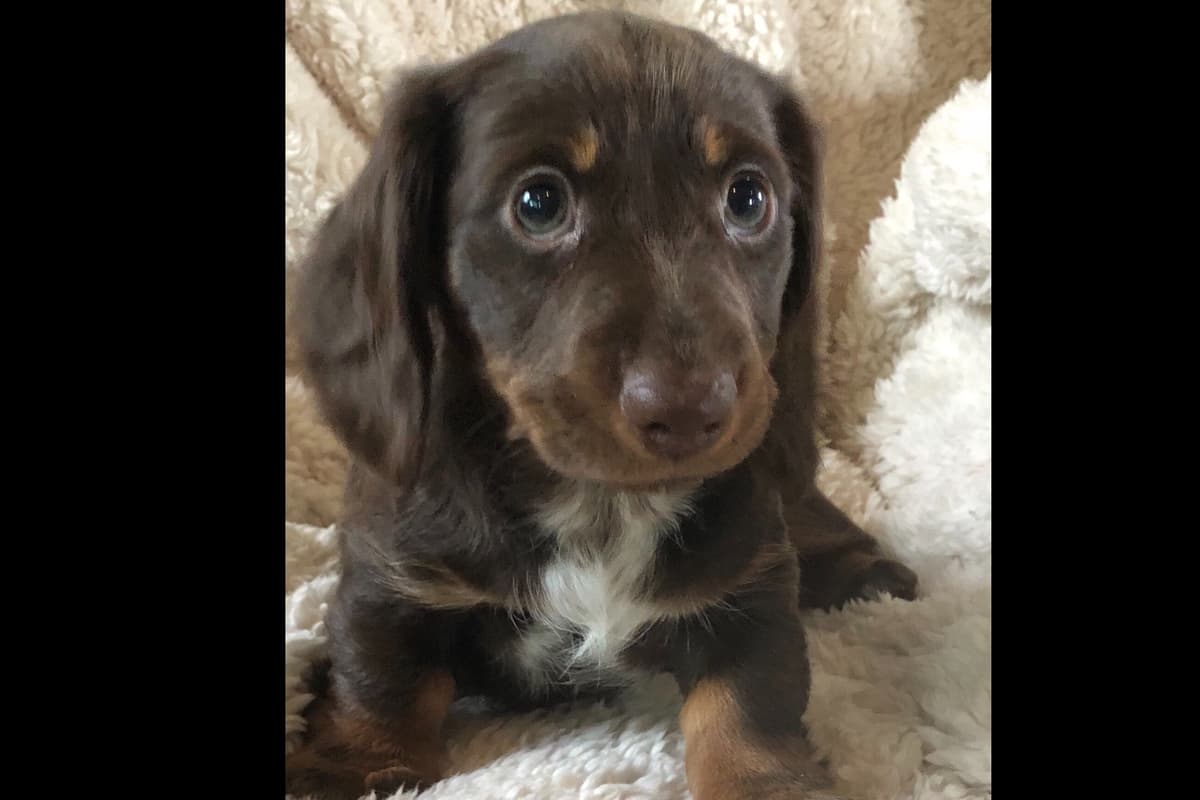 Dachshund Puppies breeder image 19