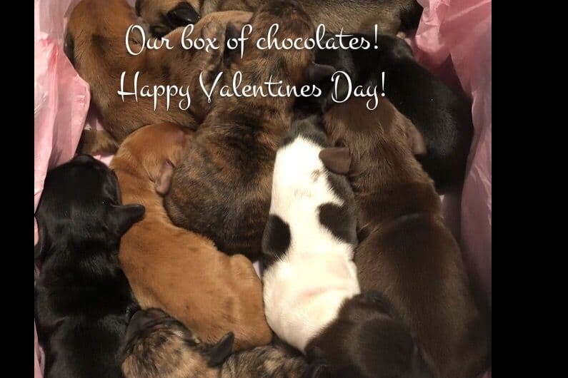 Dachshund Puppies breeder image 20