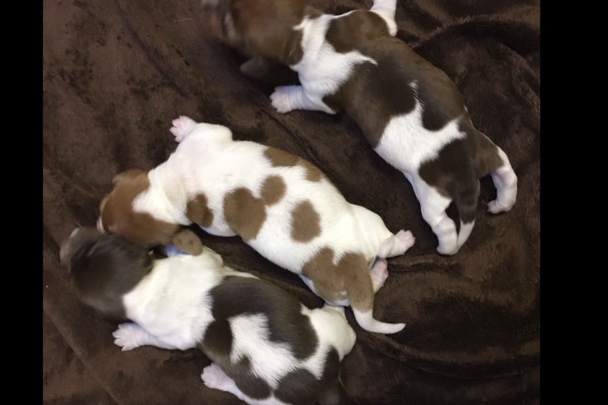 Dachshund Puppies breeder image 22