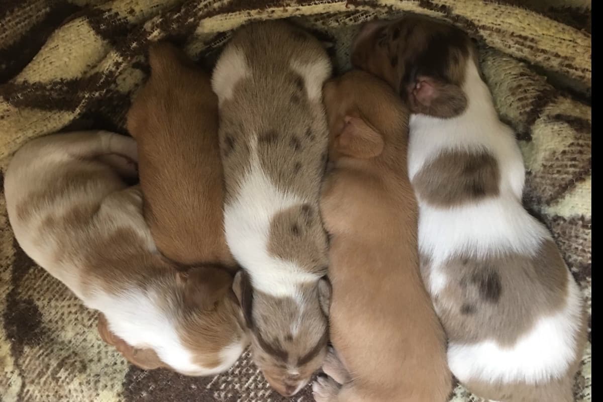 Dachshund Puppies breeder image 23